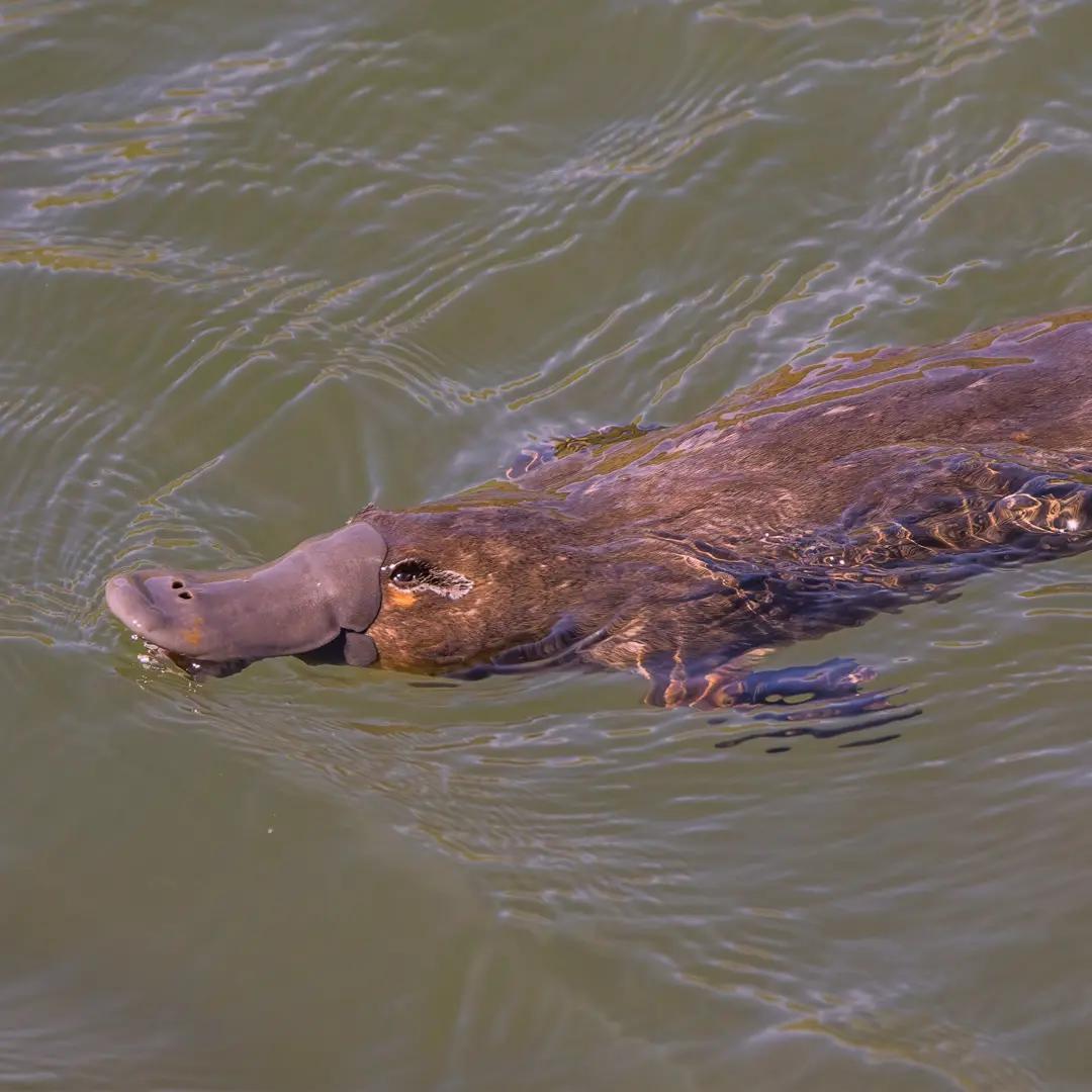 Platipus cedar creek samford