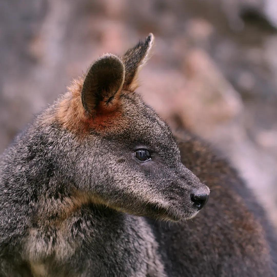 swamp wallaby (Wallabia bicolor)