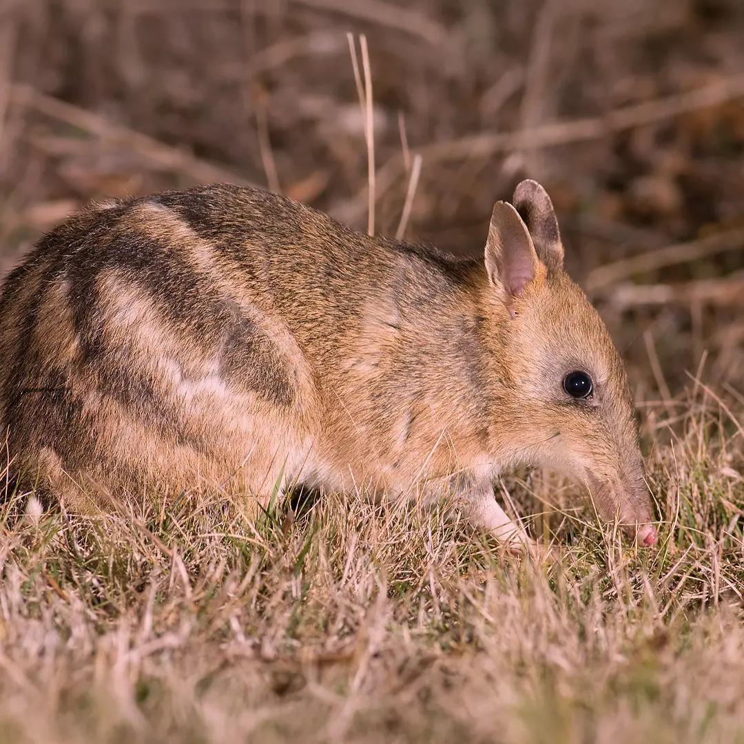 Bandicoot cedar creek