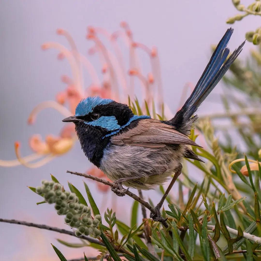 Fairy wrens birds queensland
