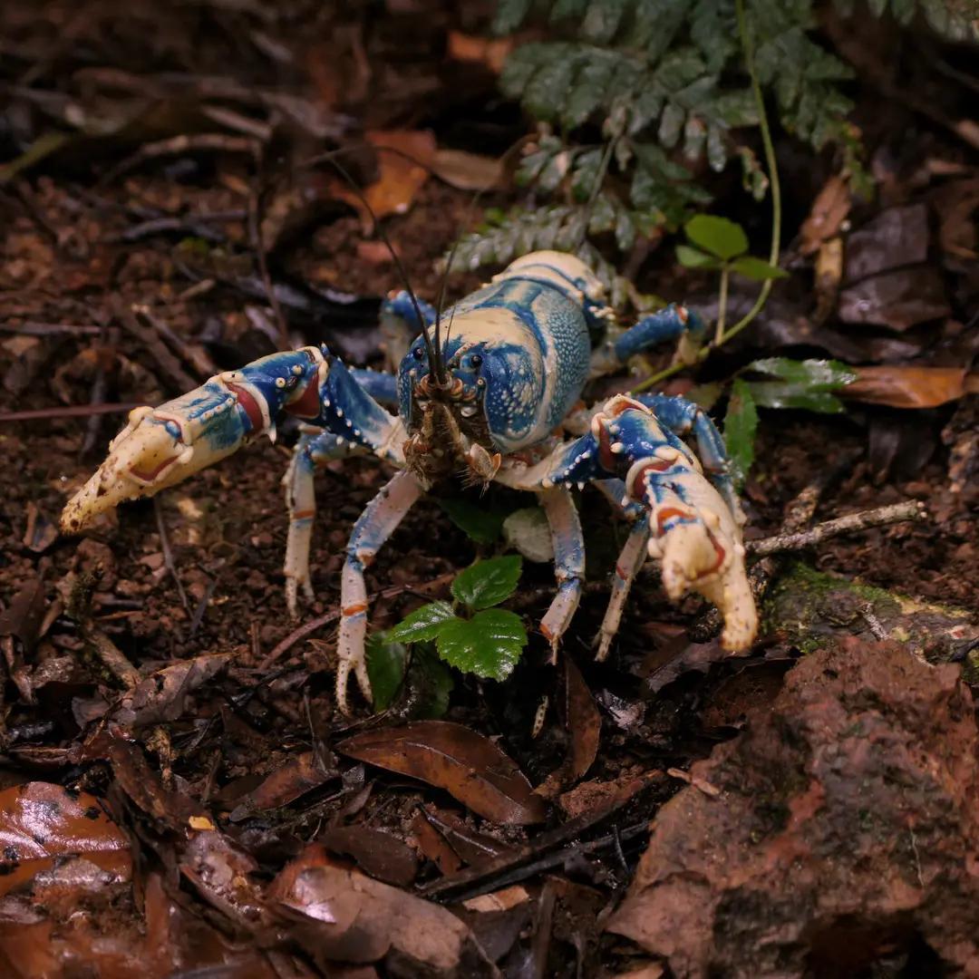 Endemic Lamington blue Spiny Crayfish, wondering in walking path near the creek