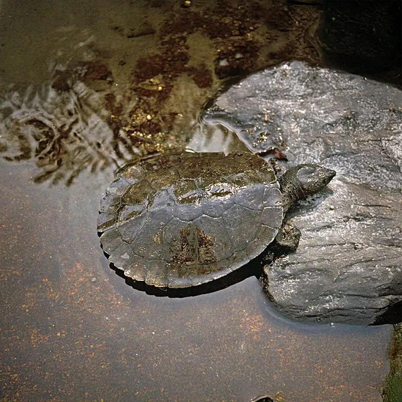Bald Rock Creek Turtle Girraween hike animals
