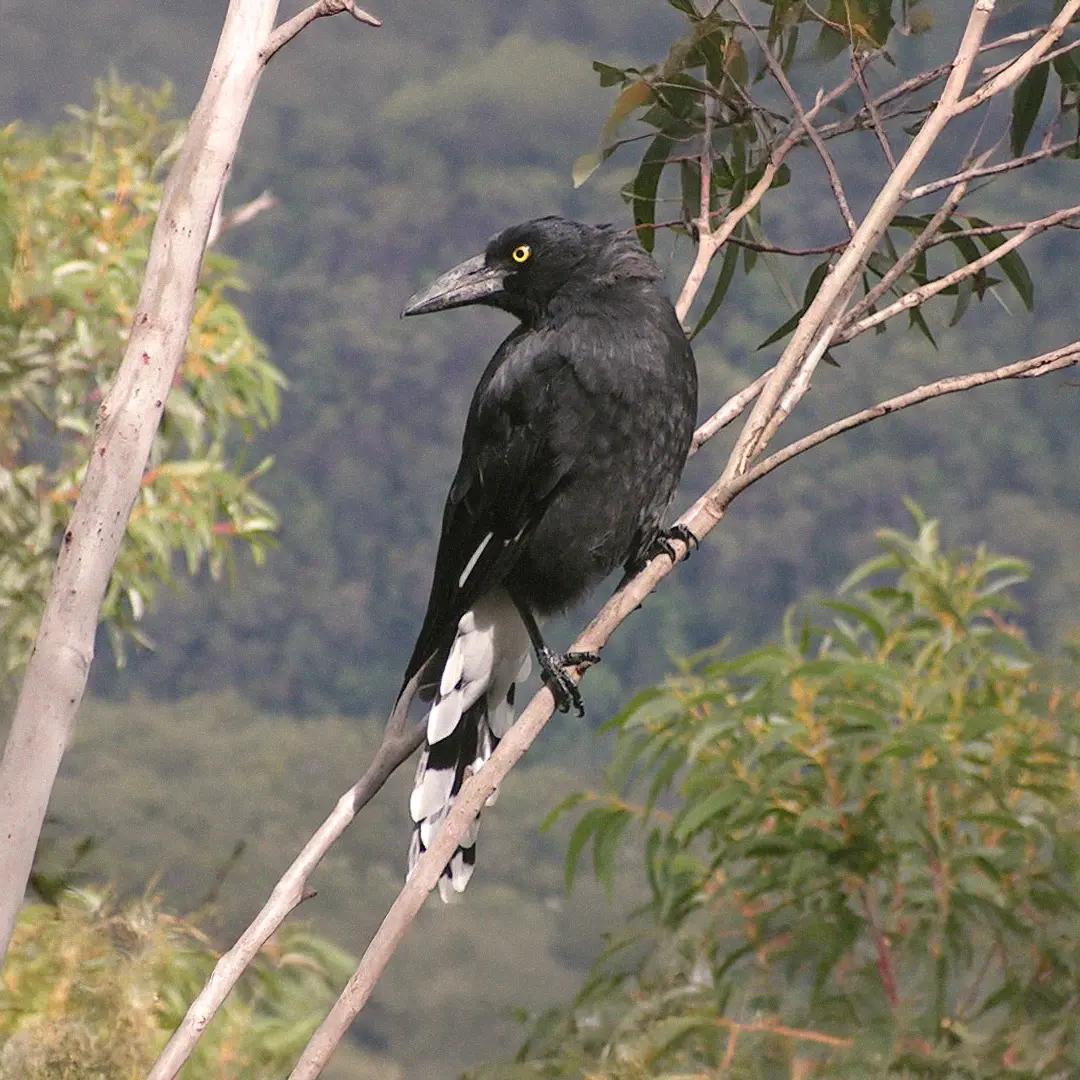 Pied_Currawong_bird