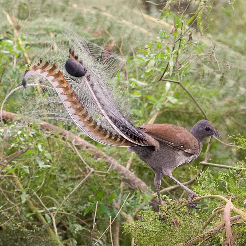 Lyrebird Girraween-hike