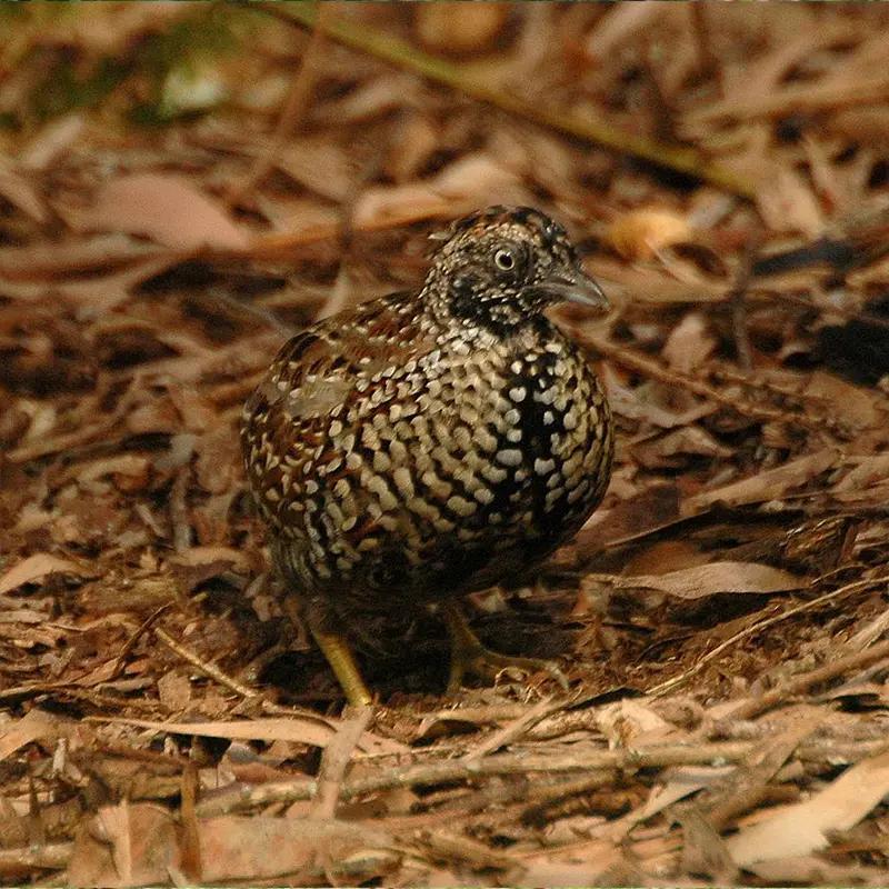 Black-breasted_Button-quail hike Mt Greville