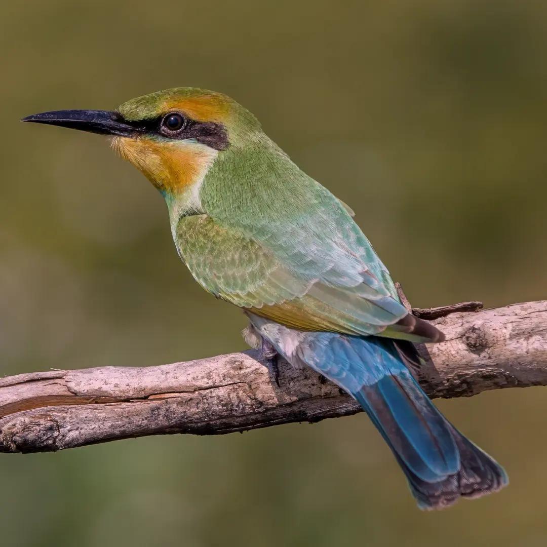 Rainbow bee-eater cedar creek