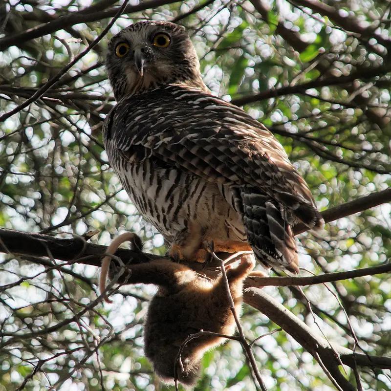 The-Powerful-owl-mt-beerwah-hike-australian-animal