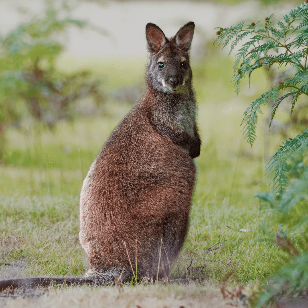 red-necked-wallabi Australia hiking mount may queensland