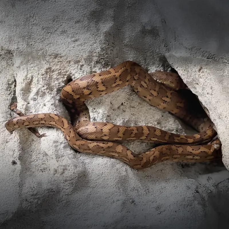 carpet-piton-mt-beerwah-hike-caves