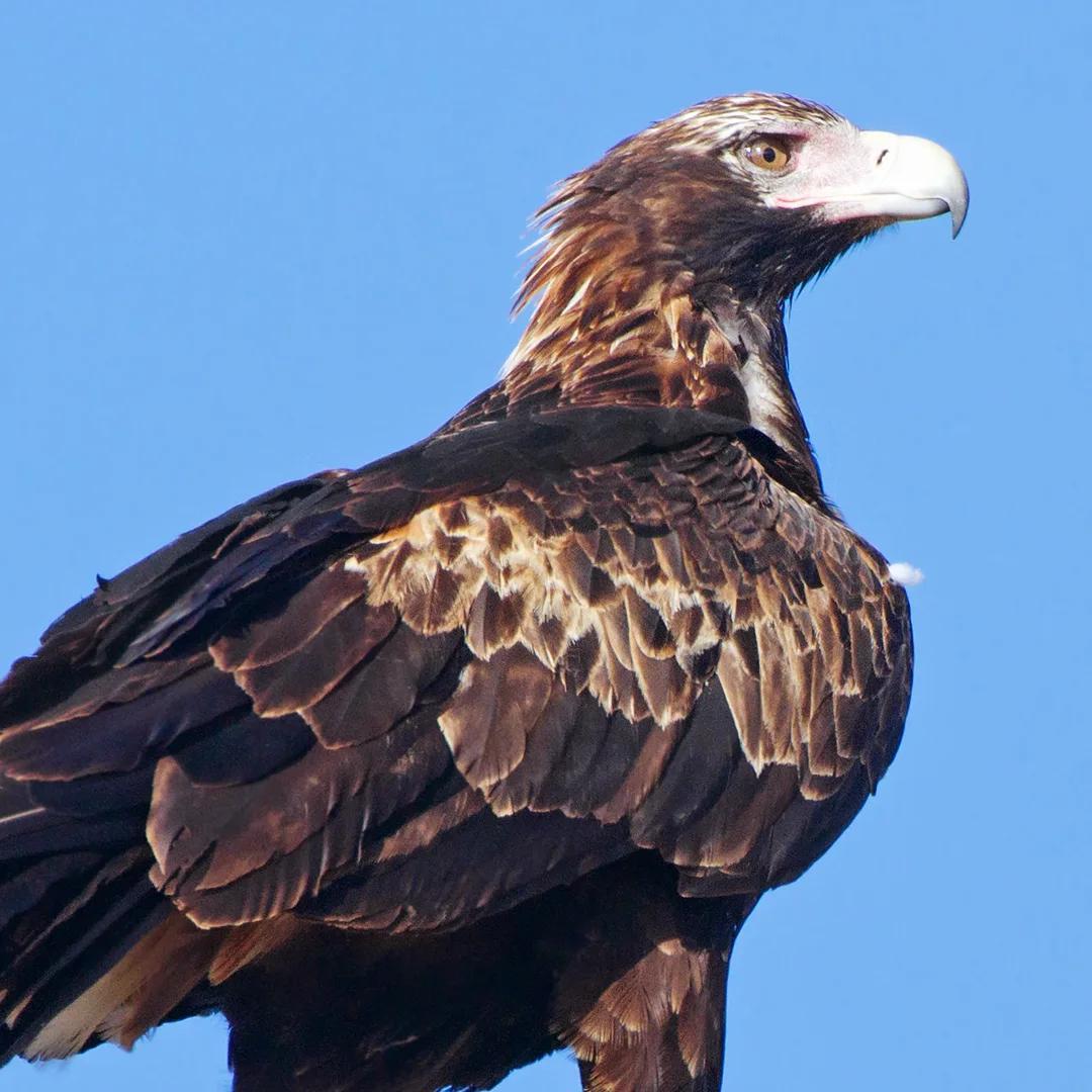 austalian-animal-Wedge-tailed eagle - hiking Queensland