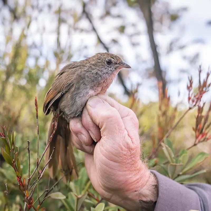 Australian animal Eastern bristlebird
