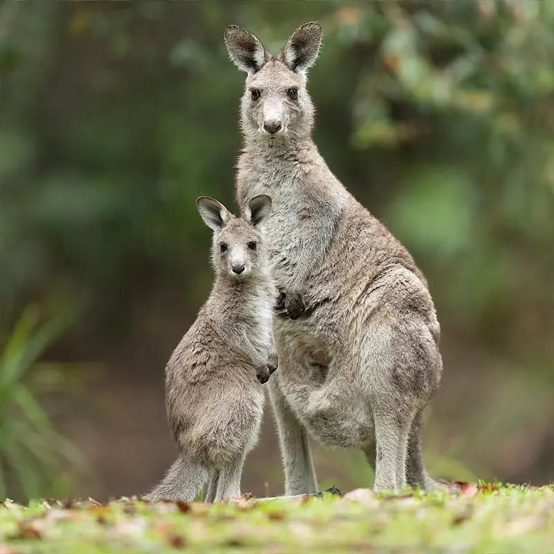 Mt Barney hike animals you see Eastern grey kangaroo