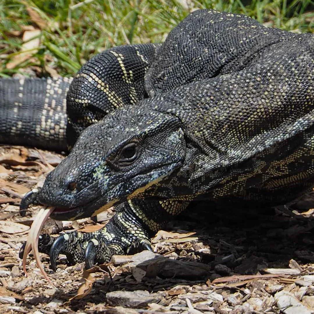 Tree goanna- animals hiking queensland