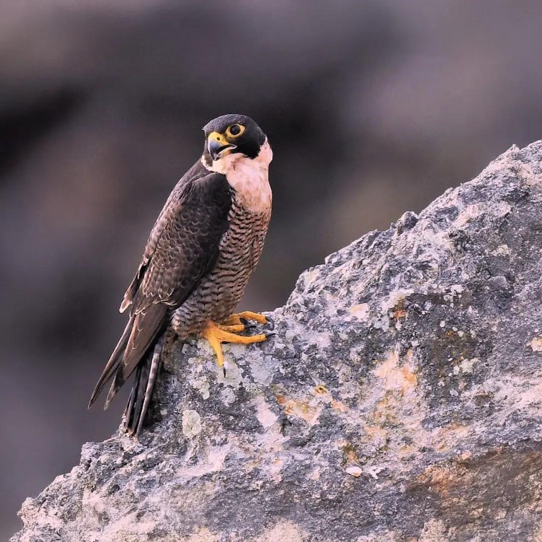Falcon Peregrine bird