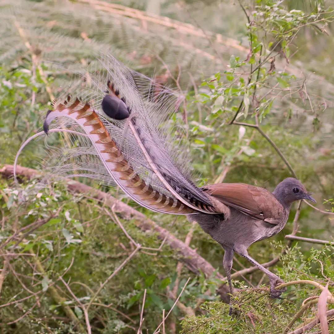 Albert's Lyrebird